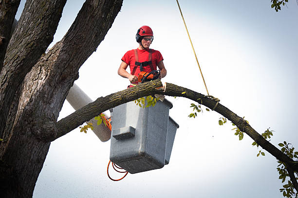 Westlake Village, CA Tree Services Company